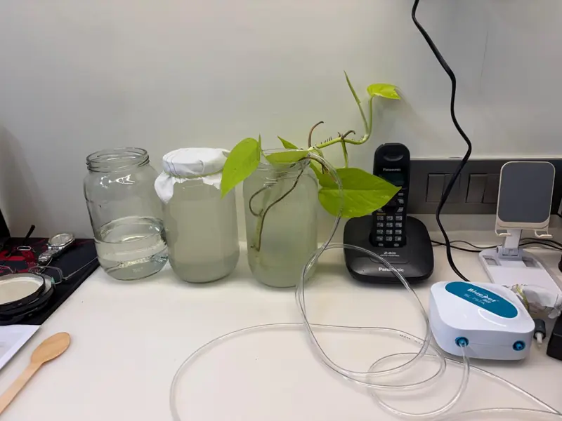 Day 2 --- the control jar (middle) and the experiment jar (right). Jar 2 is so cloudy the aeration tube is barely visible.
